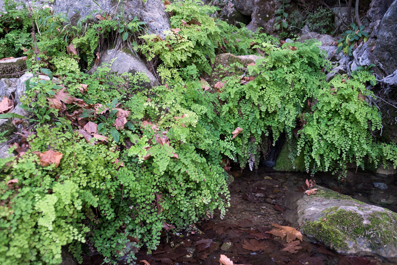 Adiantum, on rocks at about 200m elevation, near Kemer, SW Turkey.