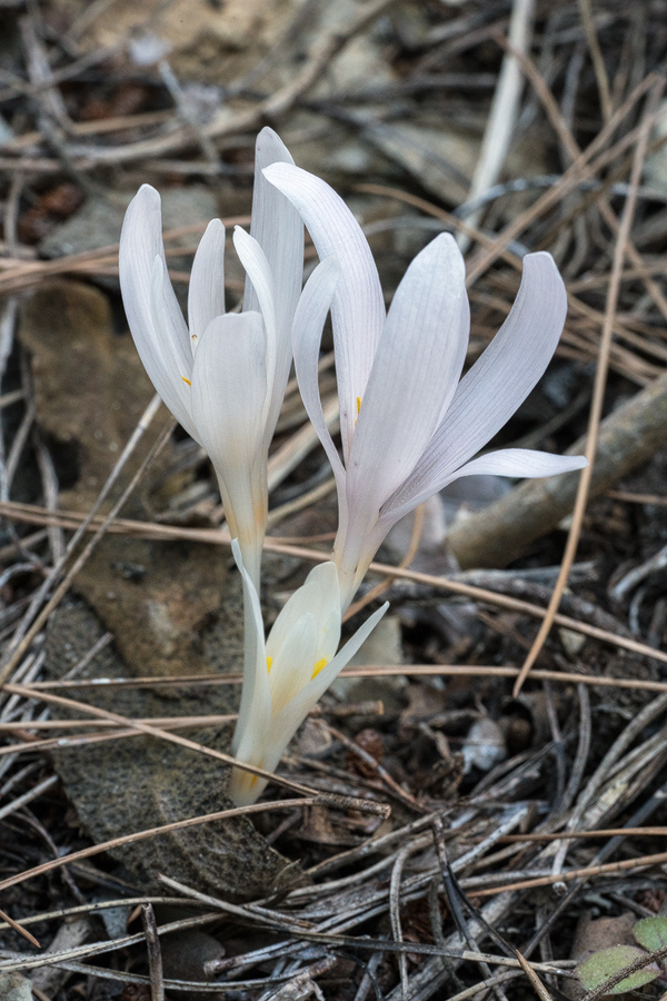 A Colchicum species, perhaps C. balansae, flowering in just one small patch. Göynük Canyon, SW Turkey.