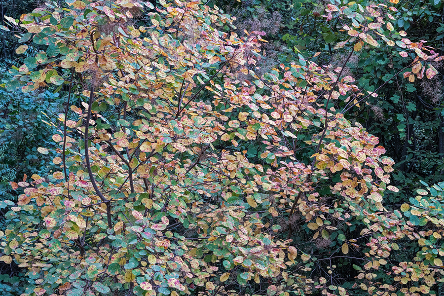 Cotinus coggyria, starting to show its flamboyant autumn colours. Near Kemer, SW Turkey.