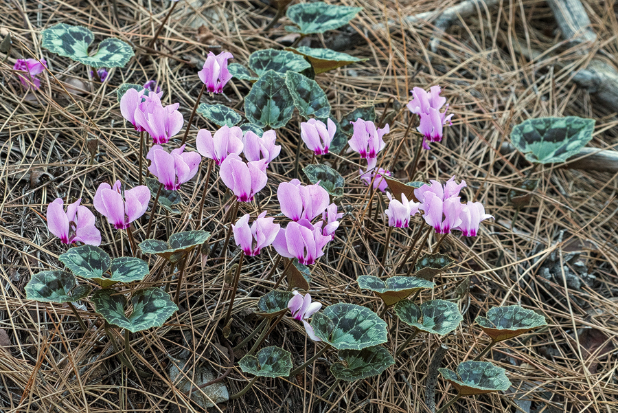 Cyclamen maritimum, aka Cyclamen graecum subsp. anatolicum, Göynük Canyon, Turkey
