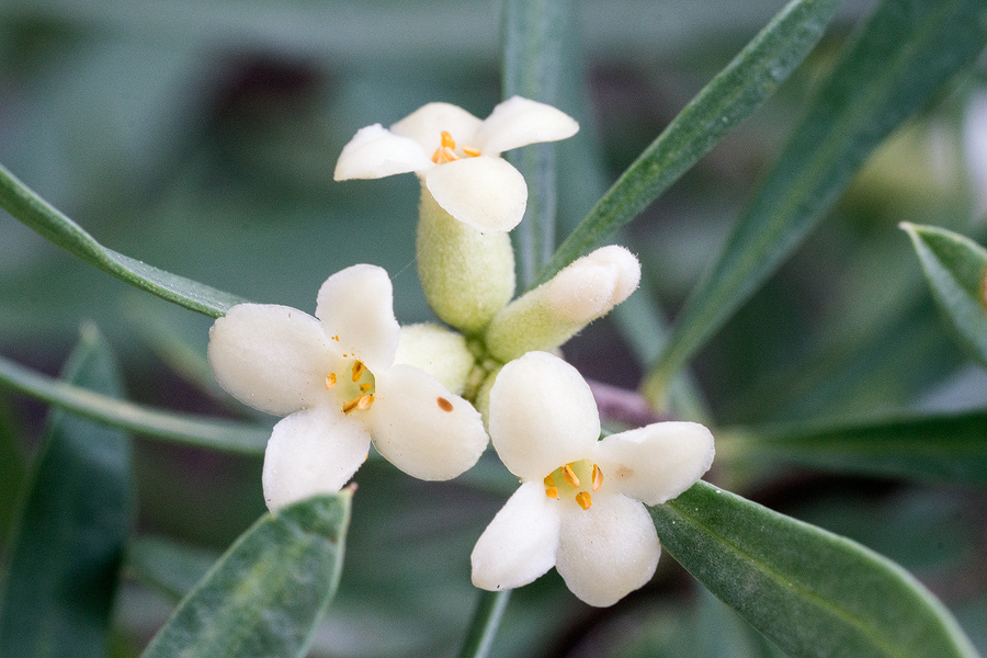 A Daphne species, flowering in several places in Göynük Canyon, SW Turkey.
