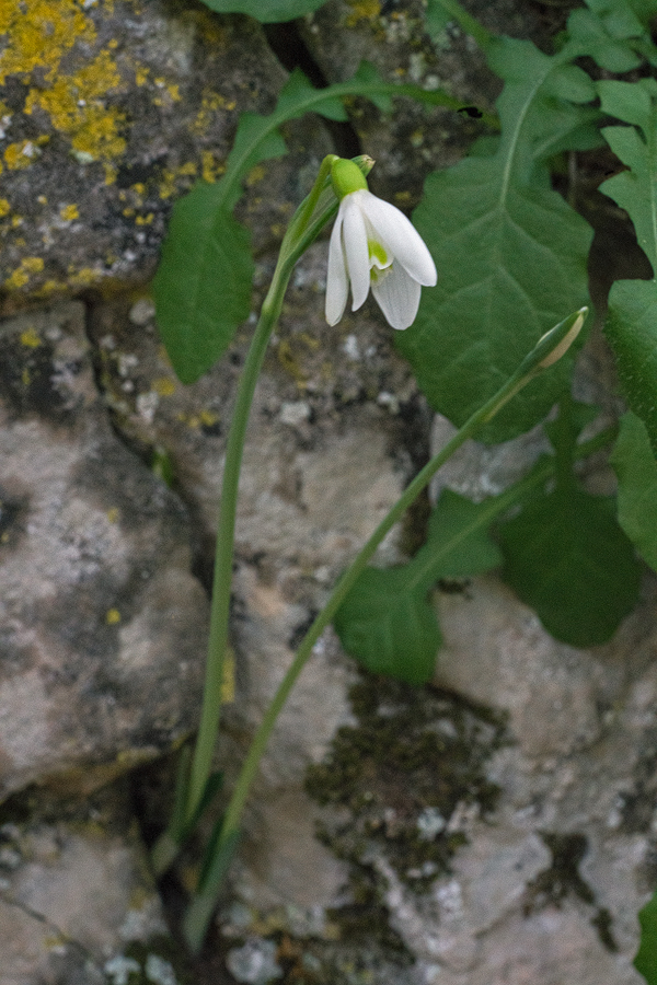 One of the very first Galanthus peshmenii flowering this year in the wild. Note the extra outer segment.