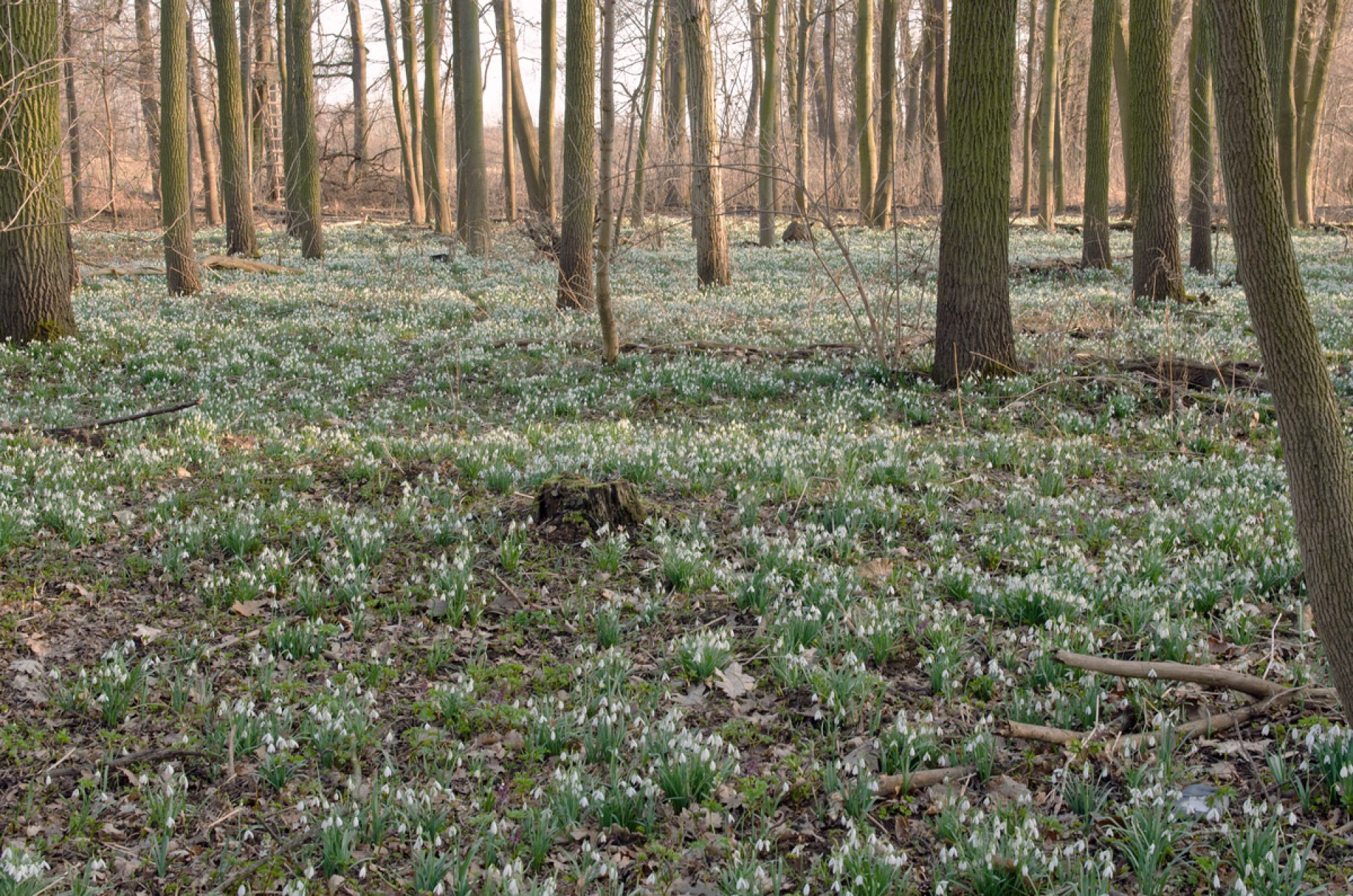 Galanthus nivalis along the Labe River, Czech Republic, March 2012