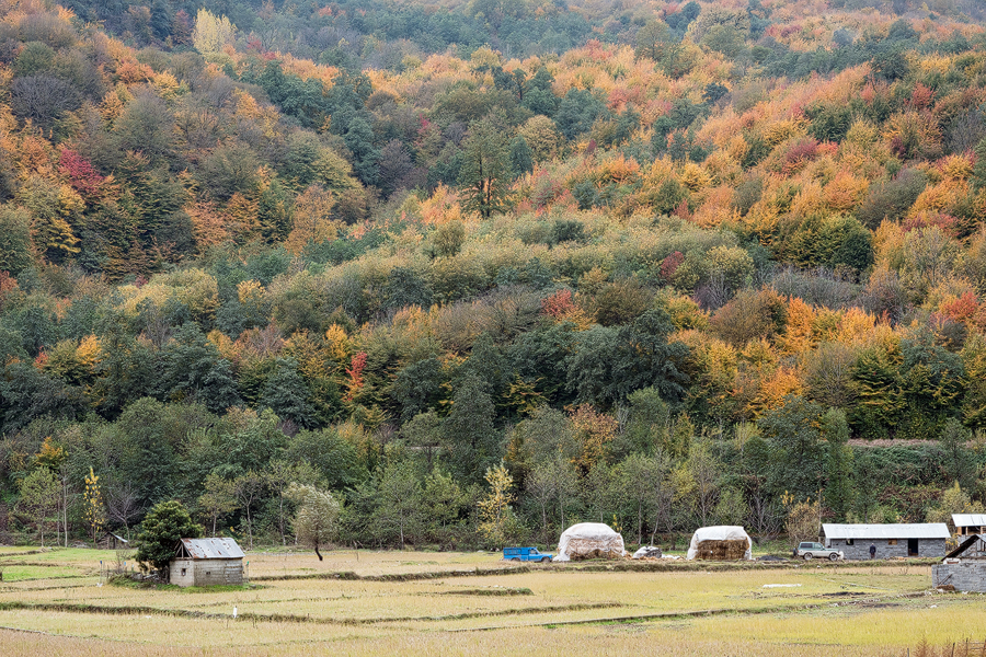 Hyrcanian forest above rice paddies. South of Sari, Iran, 17/11/2015.
