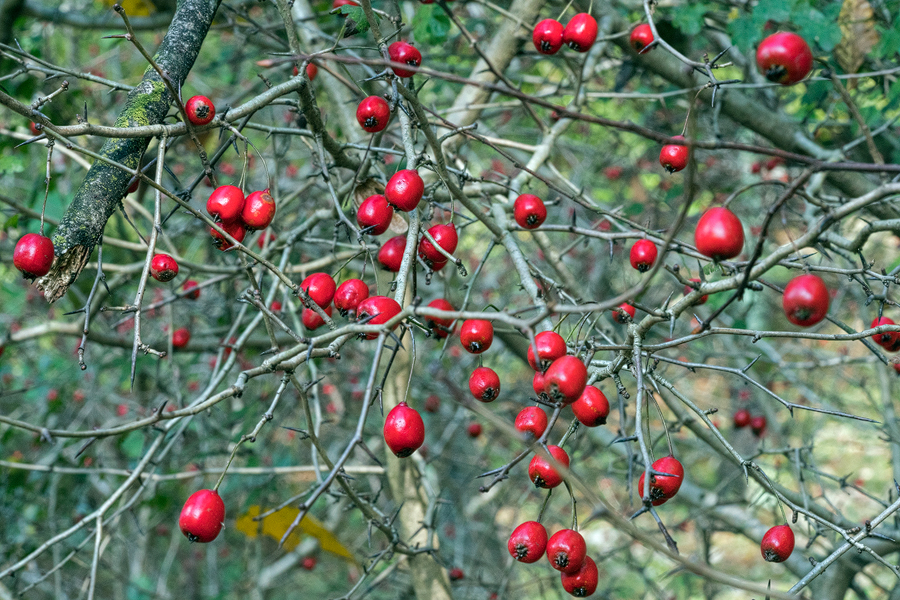 Crataegus sp. South of Sari, Iran, 19/11/2015.