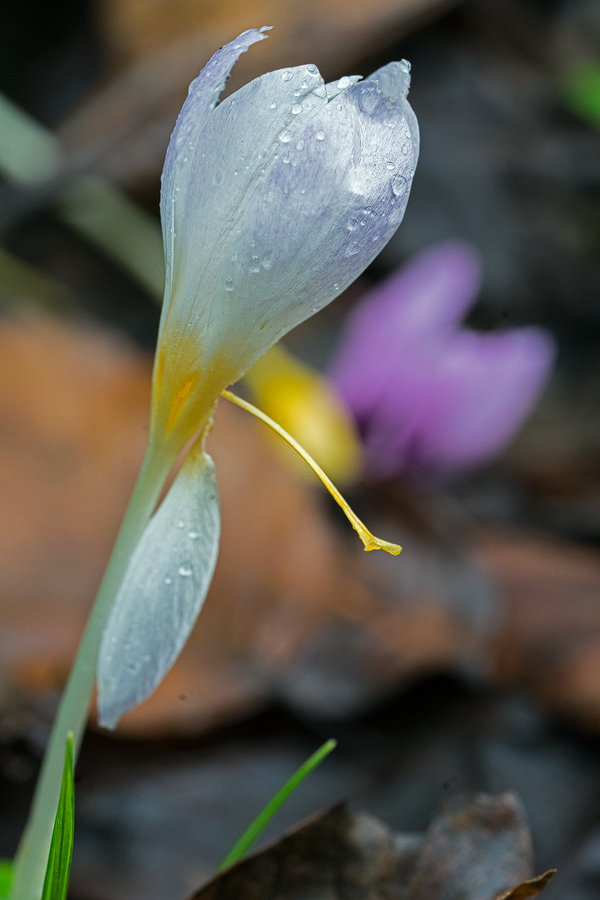 Crocus caspius, Chalus, Caspian Sea, 17/11/15.