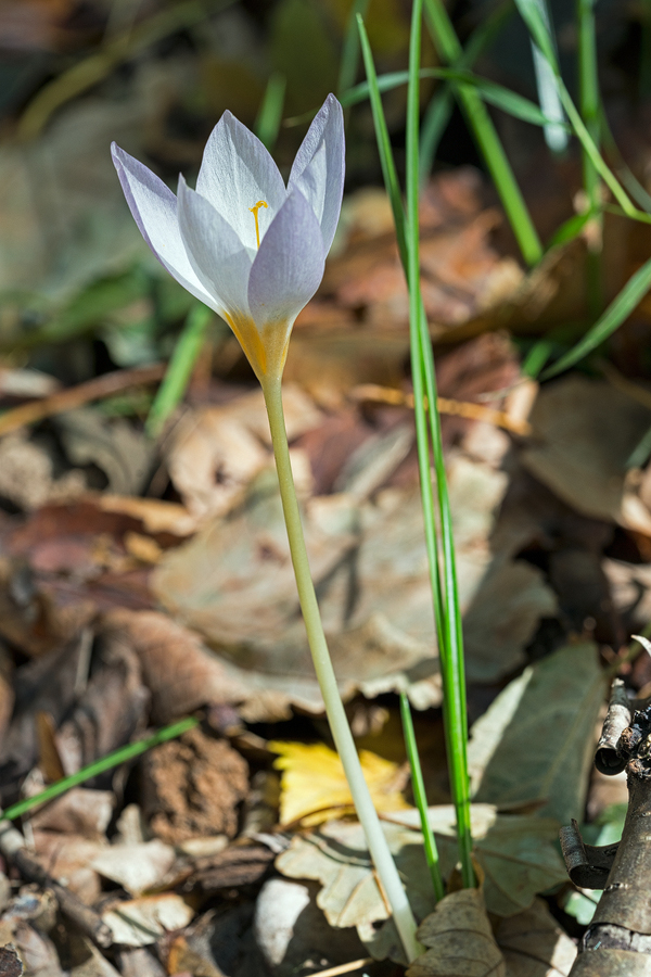 Crocus caspius, south of Sari, Iran, 19/11/2015.