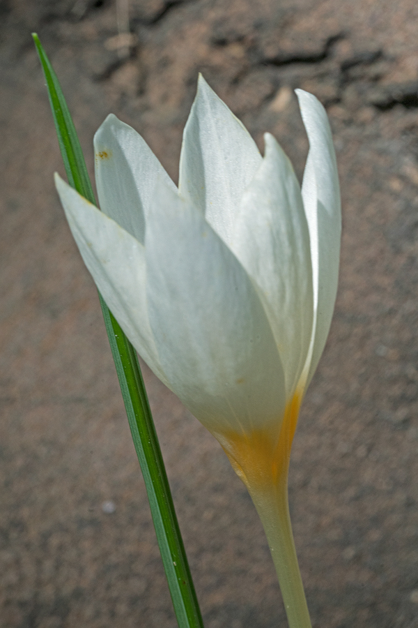 A white form of Crocus caspius, south of Sari, Iran, 19/11/2015.
