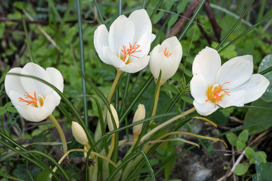 CrocusBoryi