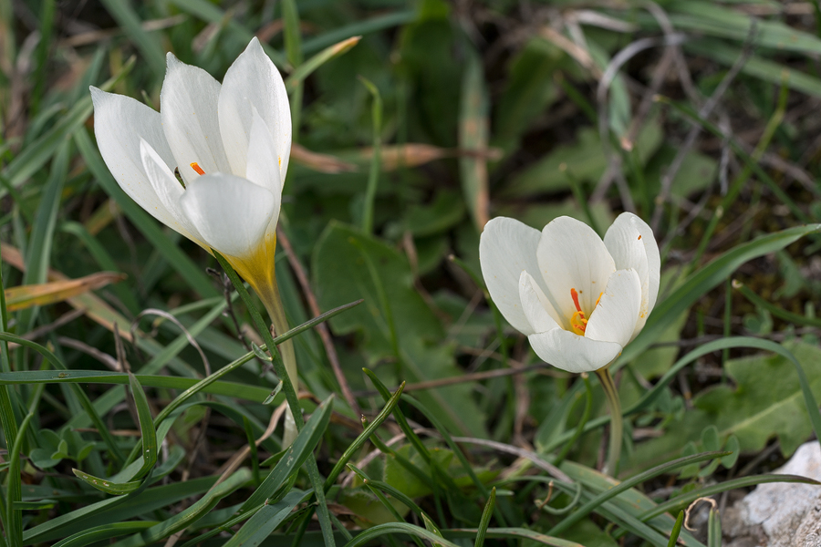 CrocusHadriaticus002