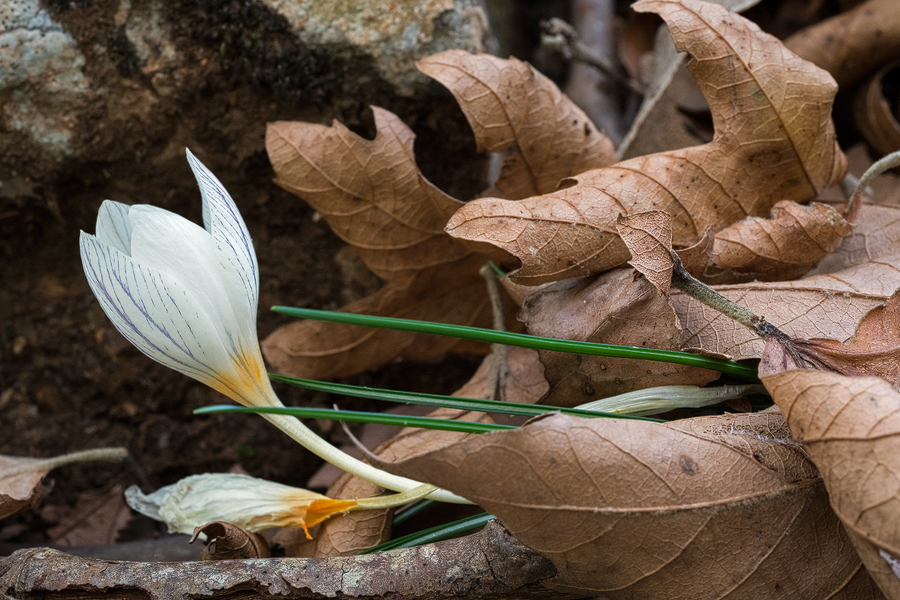 CrocusLaevigatus001