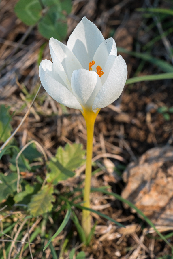 CrocusNiveus002