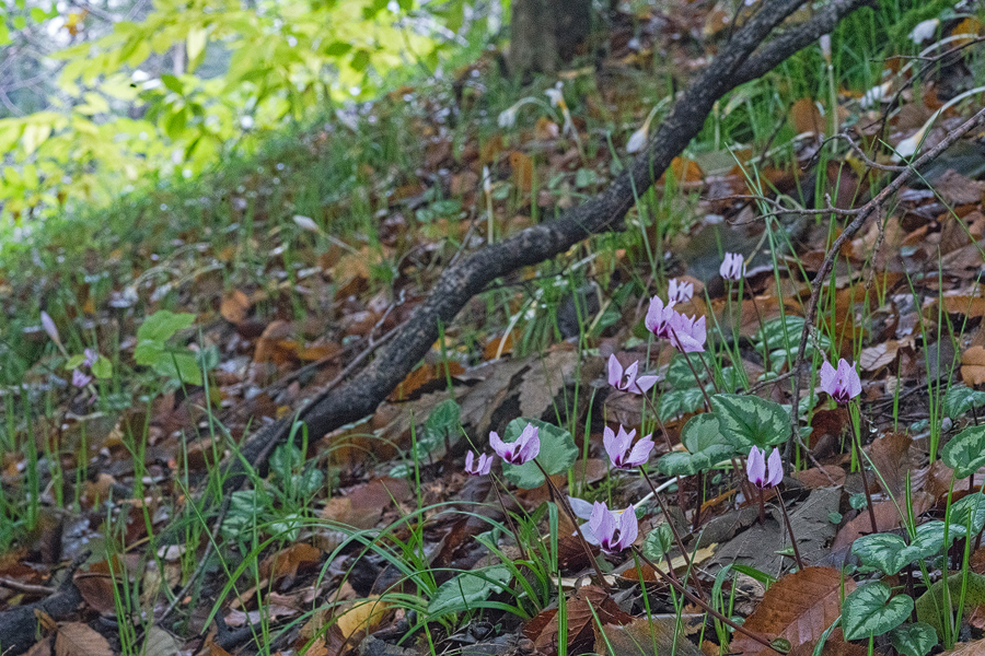 A bank under mixed woodland of Fagus, Parrotia and Quercus. The Cyclamen is an early flowering population of C. elegans, with Crocus caspius flowering in the background. The elevation is about 150m. Near Chalus, Caspian coast, 17/11/15.