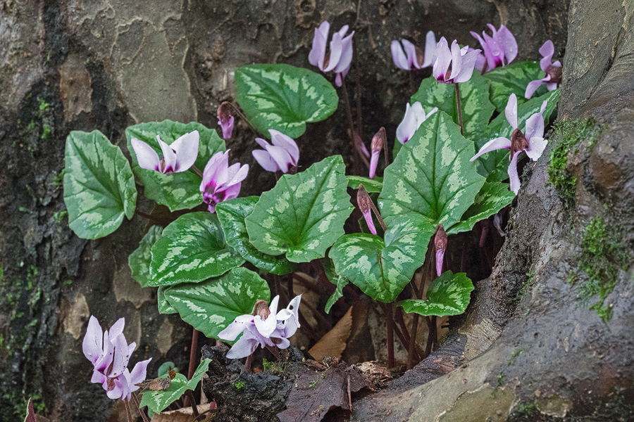 Cyclamen elegans, Chalus, Caspian Sea, 17/11/15.