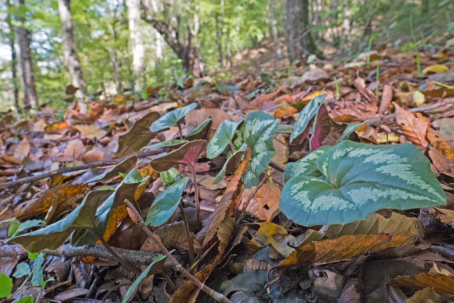 Cyclamen elegans, south of Sari, 19/11/2015.