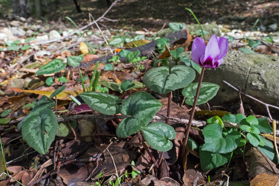 Cyclamen elegans, south of Sari, Iran, 19/11/2015.