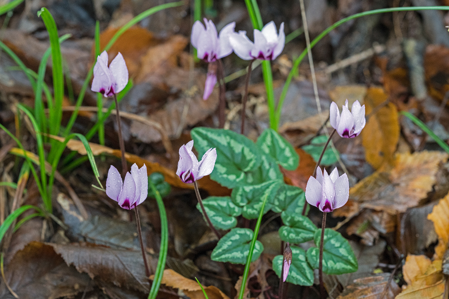 Cyclamen elegans, Chalus, Caspian Sea, 17/11/15.