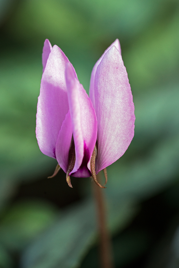 Cyclamen elegans, south of Sari, Iran, 19/11/2015.