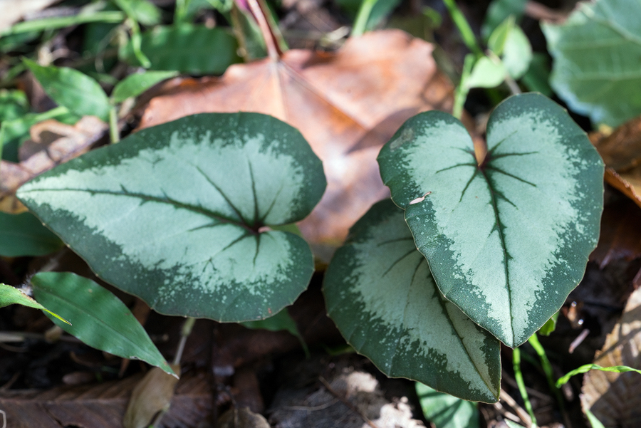 A silver-leafed form of Cyclamen elegans, south of Sari, Iran, 19/11/2015.