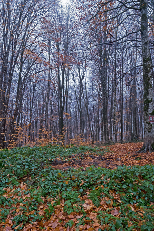 High elevation beech forest, Alborz Mountains, 18/11/2015.