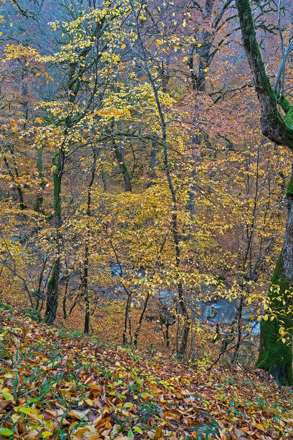 Beech woodland, Alborz Mountains, 18/11/2015.