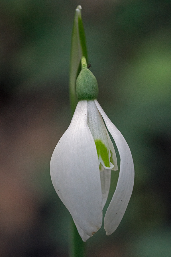 GalRegOlg001
