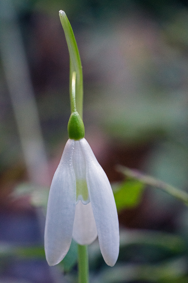 A flower with unusually (for Taygetos Galanthus reginae-olgae) pale mark on inner segments. 05/11/15.