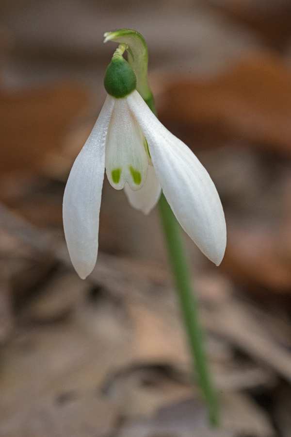 Variation in inner segment markings of Galanthus reginae-olgae. Taygetos, 05/11/15.