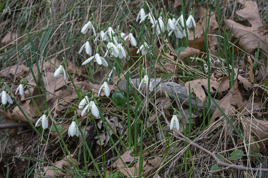 Last view of Galanthus reginae-olgae, with the airport beckoning. Taygetos, 08/11/15.