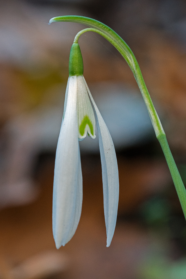 An example of Galanthus reginae-olgae with comically long outer segments (50mm). Taygetos, 04/11/15.