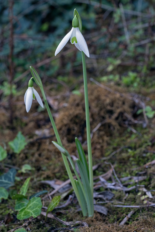 GalRegOlg003