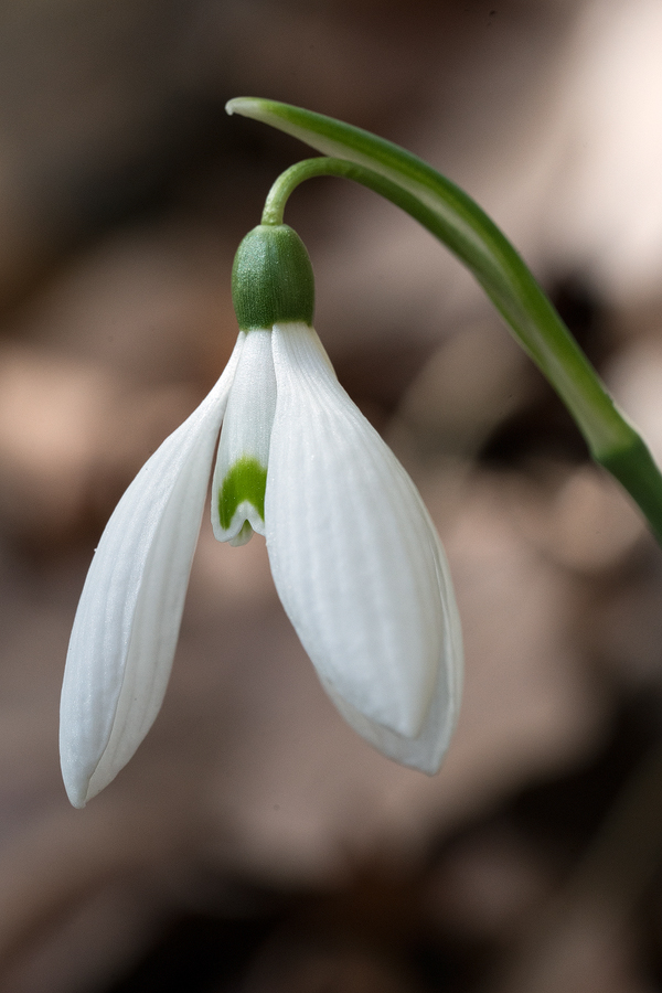 A (stereo)typical Taygeto Galanthus reginae-olgae, 05/11/15. Small, mid-green inner segment mark and ovary. Thickly textures perianth segments.