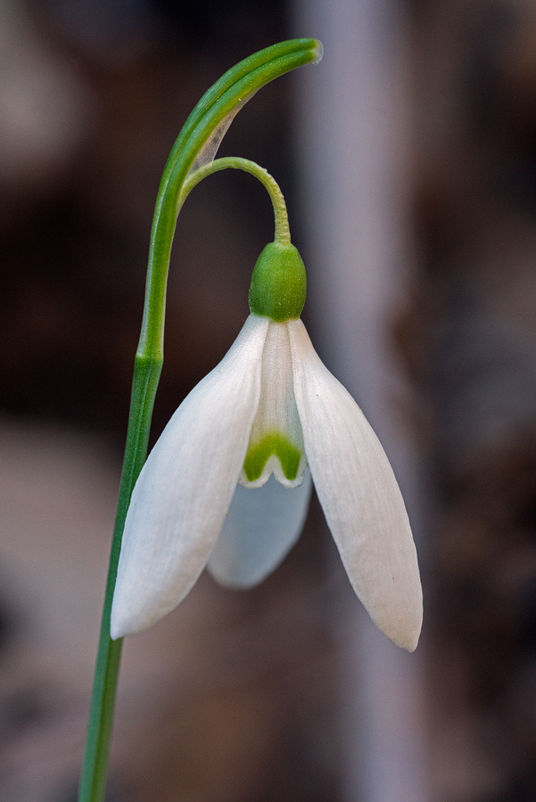 Variation in inner segment markings of Galanthus reginae-olgae. Taygetos, 04/11/15.