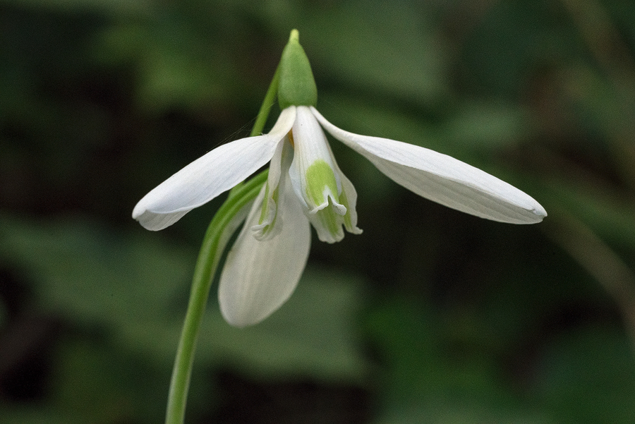 GalRegOlg004