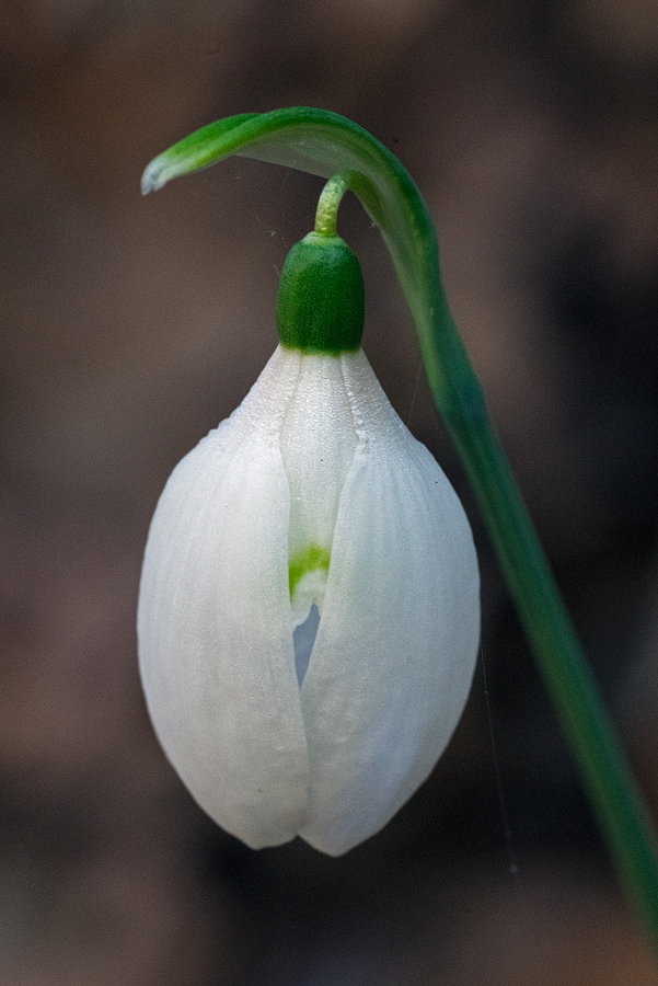 A flower of Galanthus reginae-olgae with rounded, light-bulb-like outer segments. Taygetos 05/11/15.