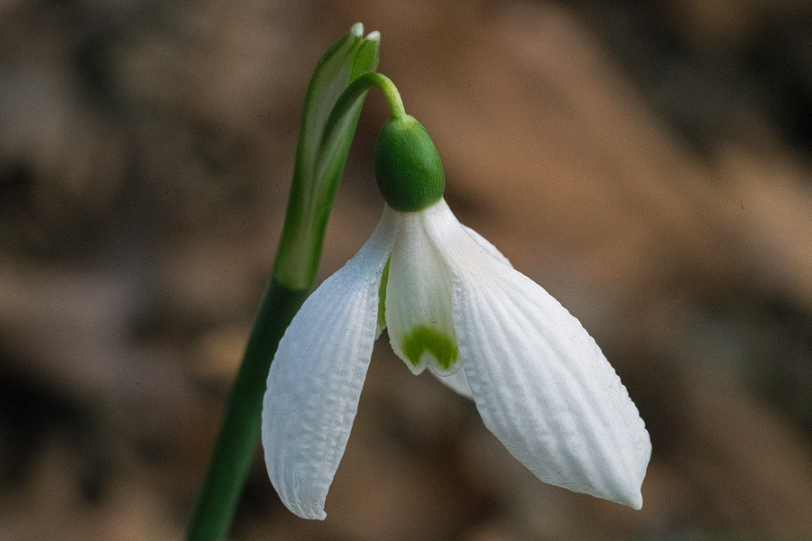 A flower of Galanthus reginae-olgae, with a seersucker texture to the outer segments. Taygetos, 05/11/15.