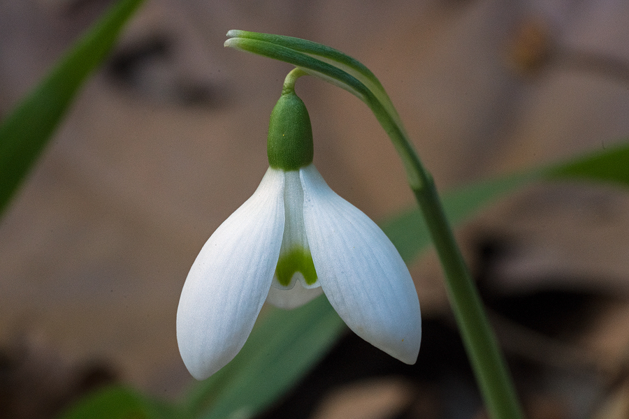 A dumpy-flowered example of Galanthus reginae-olgae. Taygetos, 05/11/15.