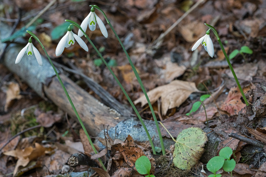 Galanthus reginae-olgae, Langada Gorge, Taygetos, 05/11/15.
