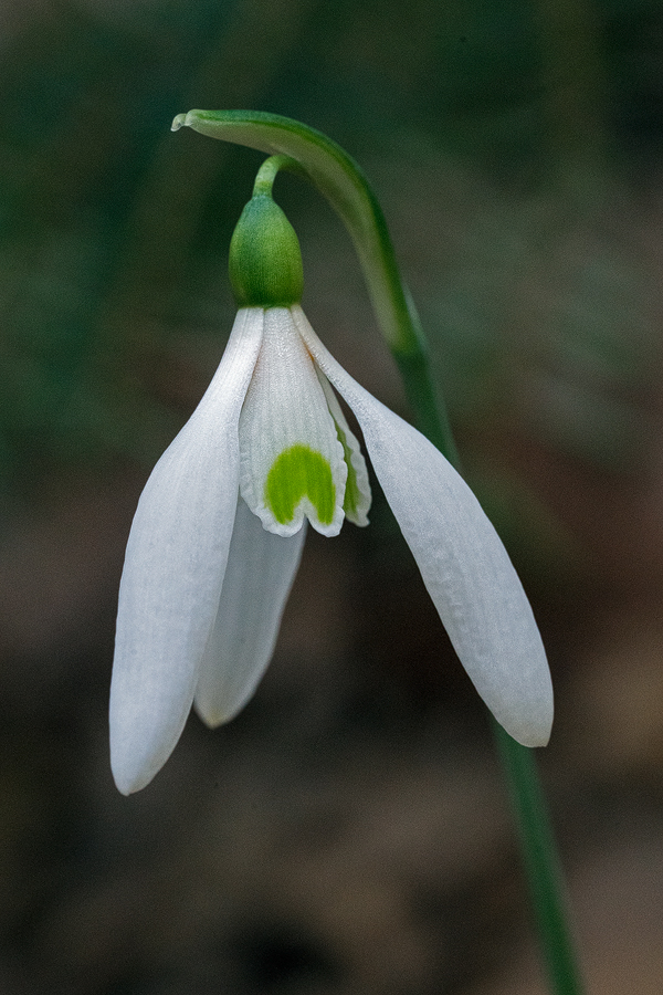 Variation in inner segment markings of Galanthus reginae-olgae. Taygetos, 05/11/15.