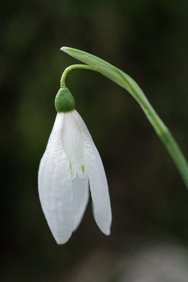 Variation in inner segment markings of Galanthus reginae-olgae. Taygetos, 04/11/15.