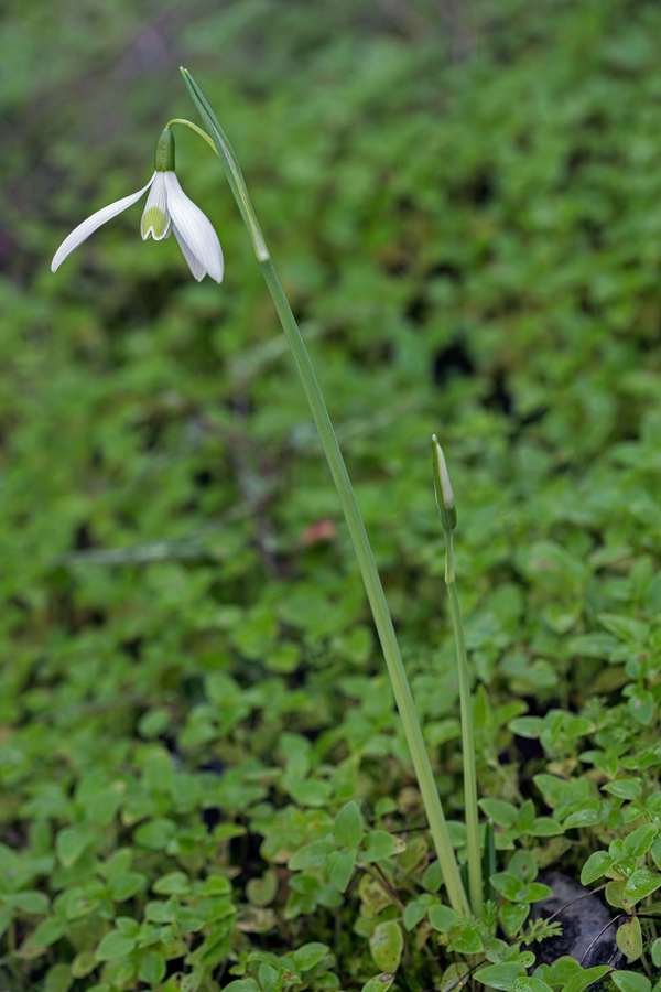 GalRegOlg012