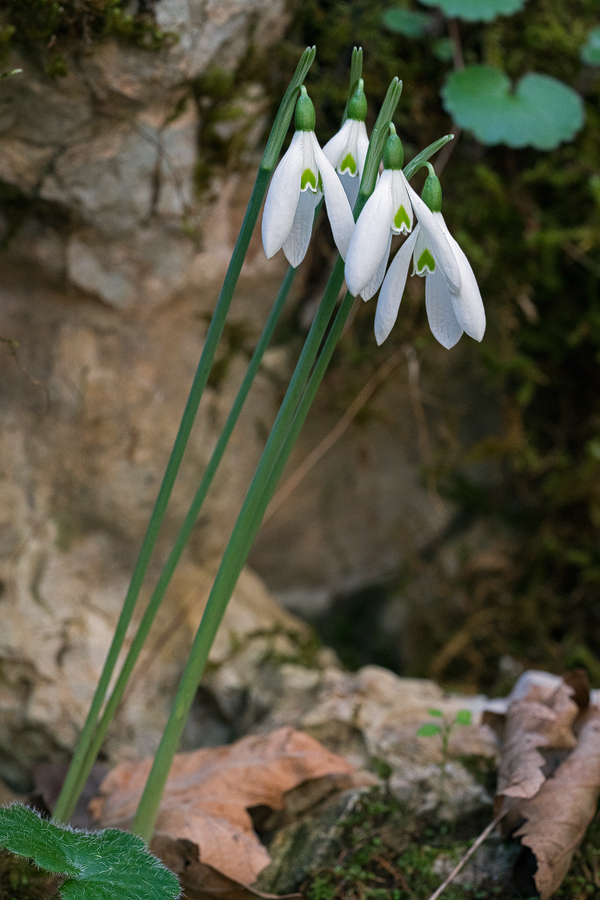 Clump of three or four bulbs of Galanthus reginae-olgae, Taygetos, 05/11/15.