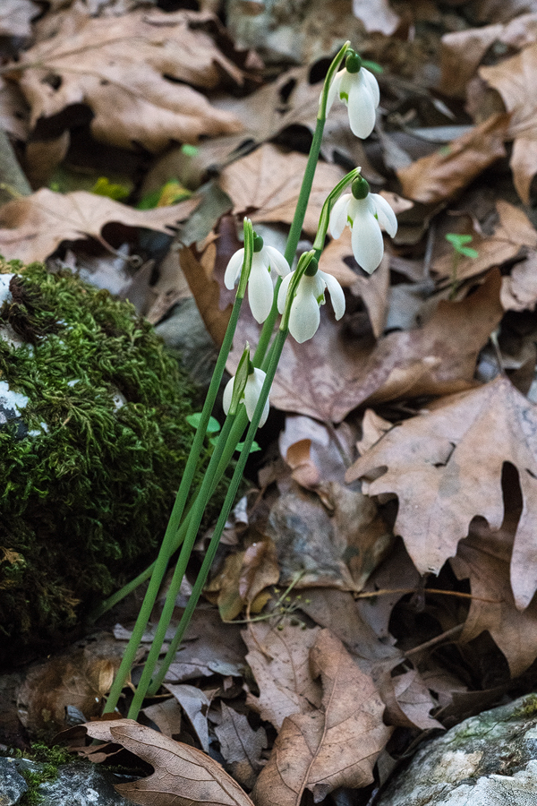 Distinctive 'shouldered' appearance of Taygetos Galanthus reginae-olgae, when viewed from above. 05/11/15.
