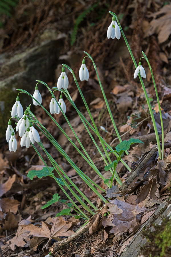 A clump this size of a single clone was a rare sight. Taygetos, 05/11/15.