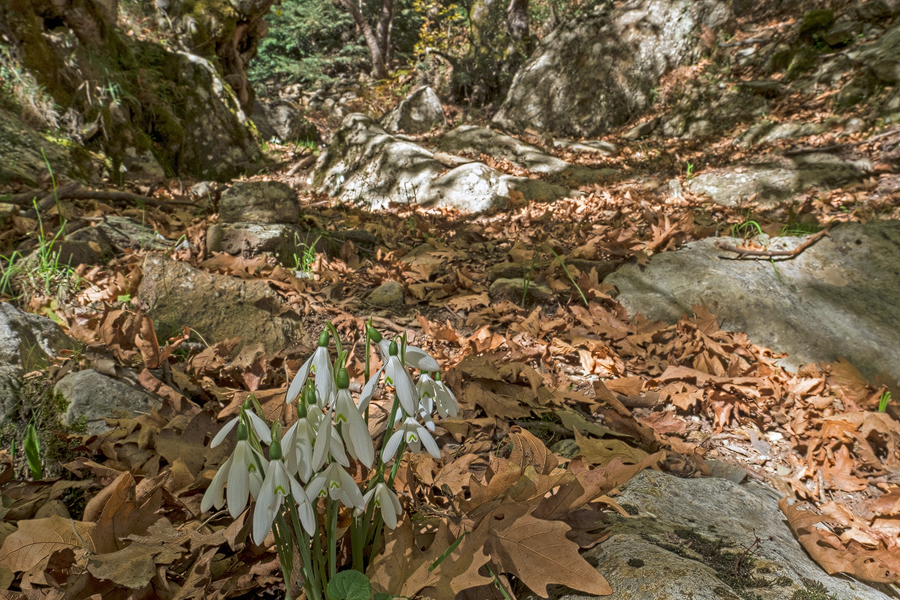 A delightful, tight clump, growing in typical habitat under plane trees, in a seasonal stream bed. Taygetos, 05/11/15.