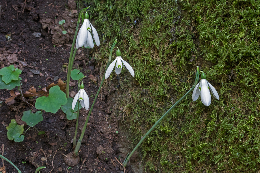 Exposed bulbs of Galanthus reginae-olgae, among tree roots in a seasonal river bed. Presumably bulbs are regularly washed downstream.