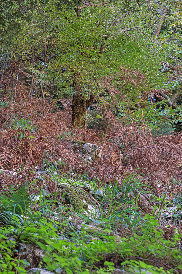 Galanthus reginae-olgae habitat, Langada Gorge, Taygetos. Under Plane Trees, Abies cephalonica and Ostrya carpinifolia.