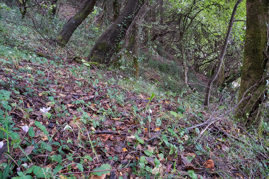 GalRegOlgHabitat001