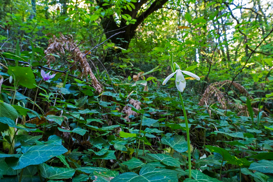 GalRegOlgInHabitat