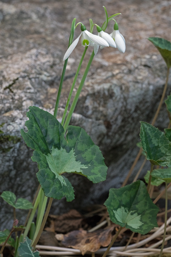 GalRegOlg_Clump